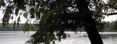 hemlock
