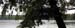 hemlock