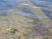 submerged