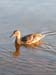 Duck on Lake Gogebic