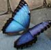 Pretty Blue Butterfly