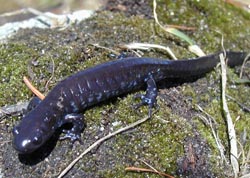 Blue Spooted Salamander