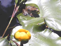 Frog on Lillypad