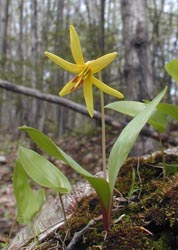 Trout Lilly