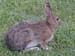 Spring Snowshoe Hare
