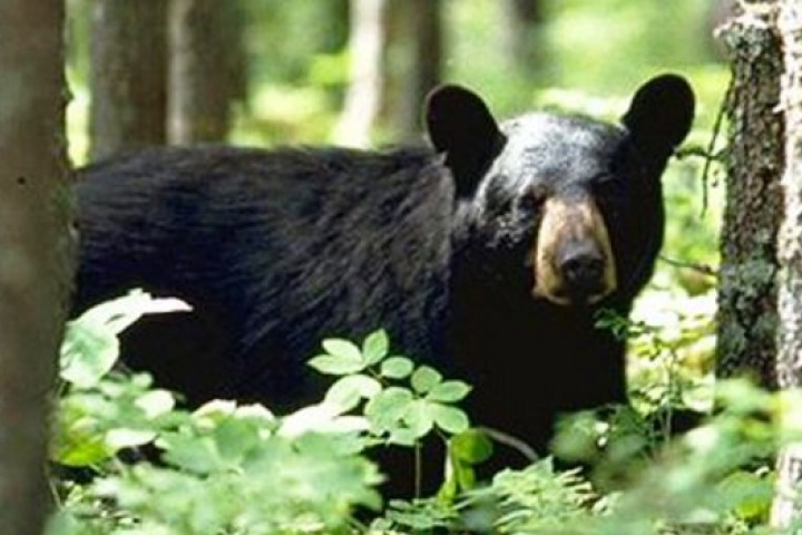 Wild Spirit Guide Service Bear Hunting