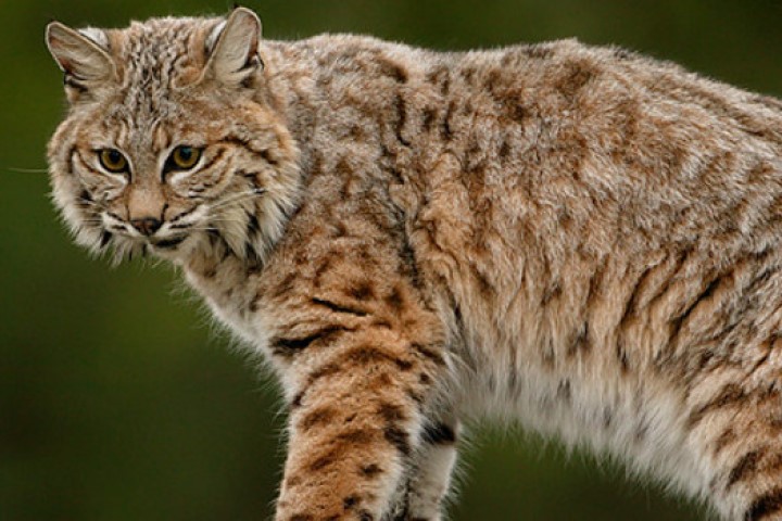 Wild Spirit Guide Service Bobcat Hunting