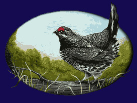 Spruce Grouse by Gina Harman of Velvet Green Creations