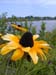 Black-eyed-Susan