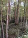Area Forest