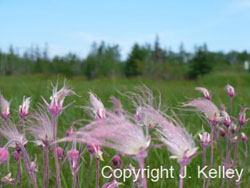 Drummond Island Rare Species
