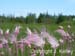 Drummond Island