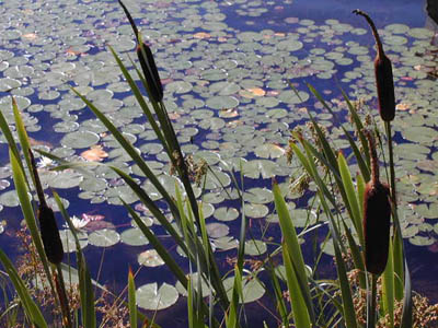 lillies