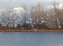 Escanaba