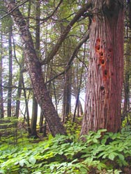 Escanaba