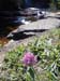 Clover on the Rapid River