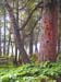 Stonington Cedar