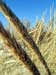 Wild Rye