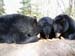 Oswald's Bear Ranch