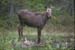 Calf Moose