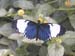 And the Butterflies