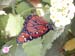 Butterfly House