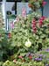 Hollyhocks