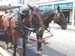 Horse Power
